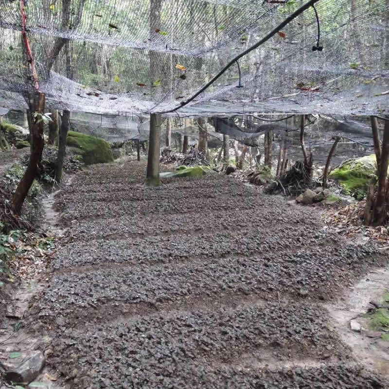 金線(xiàn)蓮、石斛林下種植基地