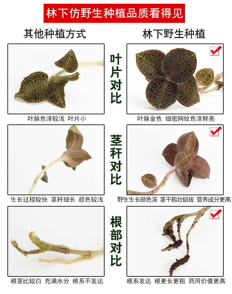 <a href=http://xyldsj.com/ target='_blank'>金線蓮</a>林下種植