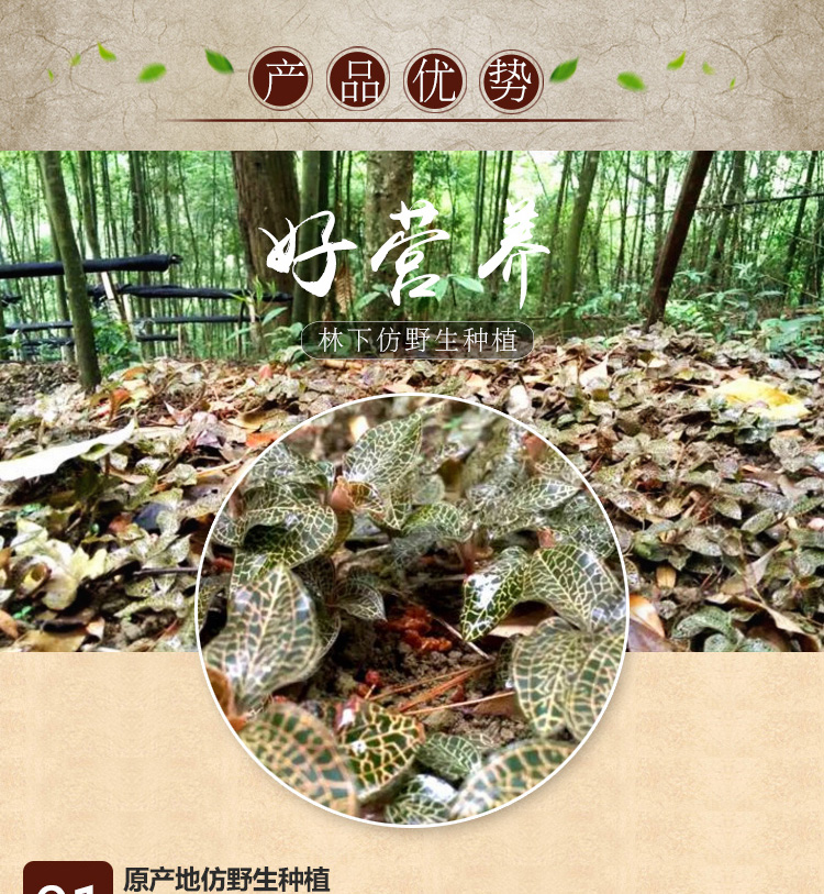 <a href=http://xyldsj.com/ target='_blank'>金線蓮</a>干品 20克禮盒裝
