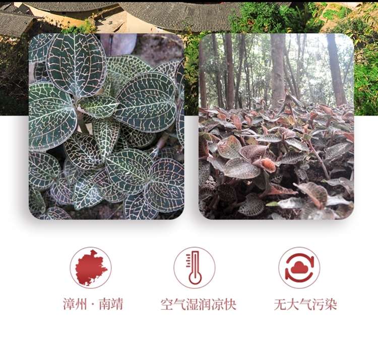 <a href=http://xyldsj.com/ target='_blank'>金線蓮</a>干品 50克10管 禮盒裝